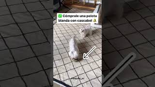 Cómo jugar con un perro ciego 🥰 | ¡Aali se lo pasa PIPA! 🐶