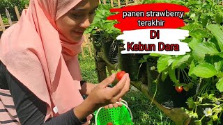 Hari terakhir petik 🍓🍓🍓di kebun kita (kebun dara)☺️🙏 #kebunstrawberry #strawberry #petikstrawberry