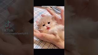 kucing yang sangat imut, aku sungguh ingin memilikinya