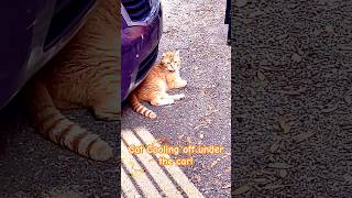 Don’t Go Past the Cone! Cat Cooling off Under the Car #catlover #nature #animal #shorts #viral