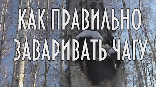 КАК ПРАВИЛЬНО ЗАВАРИВАТЬ ЧАГУ, БЕРЕЗОВЫЙ ГРИБ | ЧАГА. УНИКАЛЬНОЕ ЛЕКАРСТВЕННОЕ СРЕДСТВО