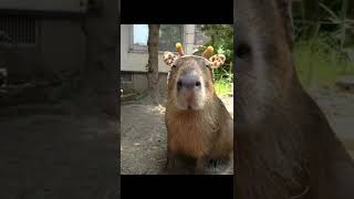 Capybara edit