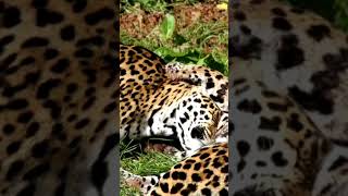 Curious Big Cats Engage in Playfighting