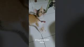 Kucing lucu bisa bicara meme kucing lucu