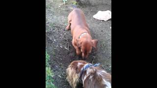 Dachshunds barking at carpenter bee