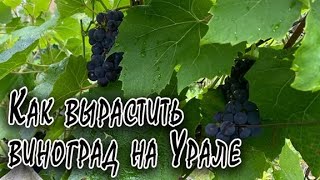 Как вырастить виноград на Урале