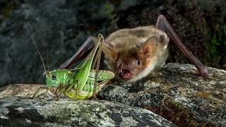 Meet the VAMPIRE BAT That Eats Other Bats!!