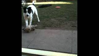 5 Month Old Border Collie Playing