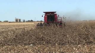 Combine Corn Reel in Down Corn (front view)