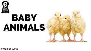 Baby animals (animales bebé)