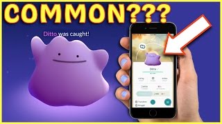 DITTO CAUGHT! HOW COMMON IS HE? DITTO UPDATE!