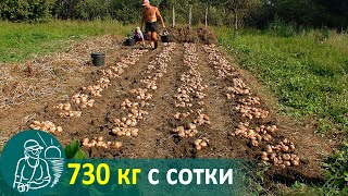 🥔 Посадка картофеля вразвал без окучивания 🌱 Выращивание по технологии Гордеевых