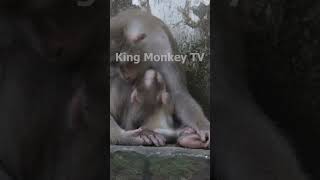 Monkey funny videos #1354 #babymonkey #shortvideo #short #viral #monkey #reels2023