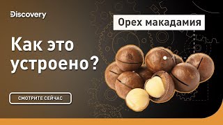 Орех макадамия | Как это устроено? | Discovery