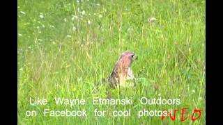 Hawk lands right beside me to catch a mouse!