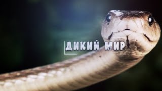 Удивительный, животный мир - Змеи. #Документальный фильм. "National Geographic