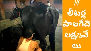 14 లీటర్లపాలగేదె లక్ష26వేలు #14LitreMilkMuraBuffalo |2Time Milking #i3media #8688123262#murrabuffalo