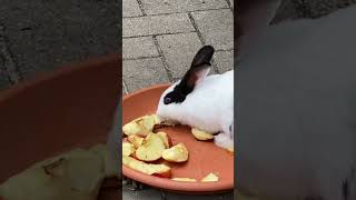 Cute Rabbit / Rabit eating funny cute video #cuterabbit #shorts