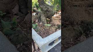 Tết nay cũng có được 1 ít cây chơi tết rồi cả nhà #bonsai