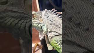 Shedding Iguana #iguana #iguanalovers #iguanagantikulit #sheddingiguana