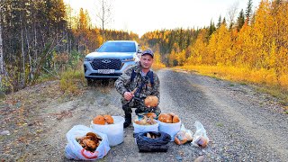 ГРИБОВ ПОЛНО - СОБИРАЙ НЕ ХОЧУ \ УСТАИЧ ВЗЯЛ МАМУ НА ГРИБАЛКУ \ ТИХАЯ ОХОТА НА СЕВЕРЕ