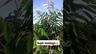 Durian Super Tembaga Durian Premium #shorts #duriansubur