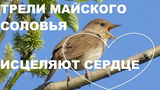 МАЙСКИЕ ТРЕЛИ СОЛОВЬЯ В ЗАРОСЛЯХ ЧЕРЁМУХИ ДУШИСТОЙ.ПЕНИЕ УСПОКАИВАЕТ И ИСЦЕЛЯЕТ ДУШУ.