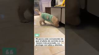 El tesoro más preciado: ¡el plato de comida de mi perro! #perros #dogs #animals #shorts