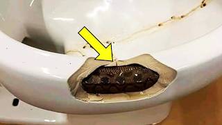 Woman Finds 'Snake' in Her Sink, But What the Vet Revealed Left Her Paralyzed with Fear