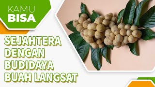 MENGENAL LEBIH DALAM SEJAHTERA DENGAN BUDIDAYA BUAH LANGSAT