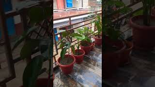 Balcony Garden |Balcony plant |Balsagra |Hazaribagh #shorts #youtubeshorts