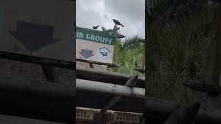 Boat-tailed grackles came to see the gators