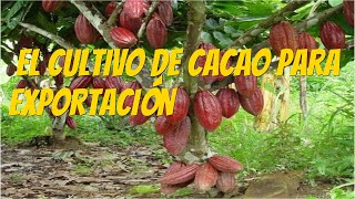 Cómo realizar el cultivo de Cacao eficientemente