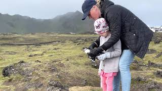 Rescuing young Puffins on Iceland's Vestmannaeyjar Island