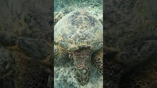 hawksbill turtle under water#mtgililombok #shortsfeed #snorkeling #turtle#gili#shorts#viral