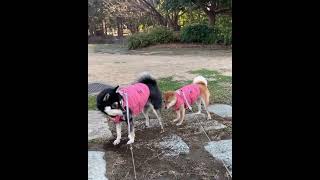 The cute husky is digging, and all the mud goes to the dog's face behind her!