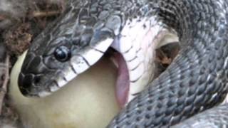 Burmese Python Snaking on Bird Eggs