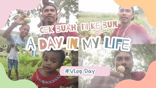 vlog cek buah buahan aku yang lagi berbuah di kebun ku #officialepovlog#kebun# Manokwari