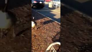 Goose Attacks Walmart Cart Pusher