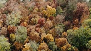 Herbstwald von oben