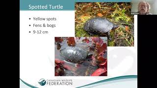 iNaturalist CSI: Turtles