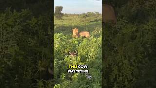 This Lion and Cow Played Hide and Seek 😲 🫢  #shortsviral #shorts #trending