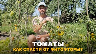 ТОМАТЫ СТАЛИ БОЛЕТЬ И НЕ УСПЕВАЮТ СОЗРЕТЬ? Как дозарить зелёные томаты и спасти урожай.