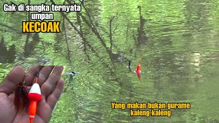 pake Umpan kecoak!! positif bukan gurame kaleng-kaleng yang makan