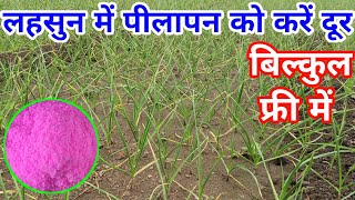 लहसुन में पीलापन को करें दूर, बिल्कुल फ्री में || lahsun me pilapan ki dawa || garlic farming