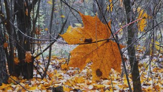 Красивая Природа в Осеннем Лесу под музыку  Для Релаксации и для Души | Золотая Осень |  4K Ultra HD