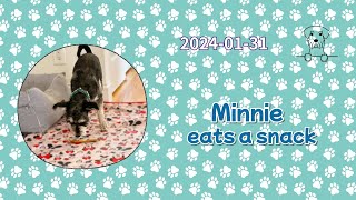 Minnie eats a snack [2024.01.31]  @MinnieKim-schnauzer