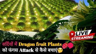 How to Avoid Fungus Attack in Dragon Fruit Plants in Winter Season #dragon_fruit #how_to