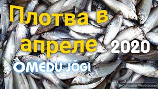 Плотва на поплавок в апреле . Рыбалка в Эстонии 2020 .