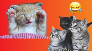 Pets funny moments video compilation Cute Cats #2 | Pets Cute Funny Moments